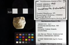 Foto (Objket + Etiketten) von Munitheites kuepperi (Fraaije et al., 2019) 